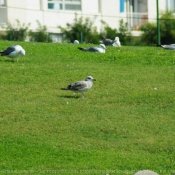 Photo de Mouette