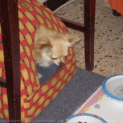 Photo de Chihuahua  poil long