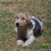 Photo de Fox terrier  poil dur