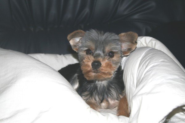 Photo de Yorkshire terrier