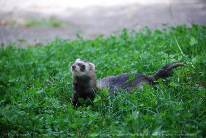 Photo de Furet