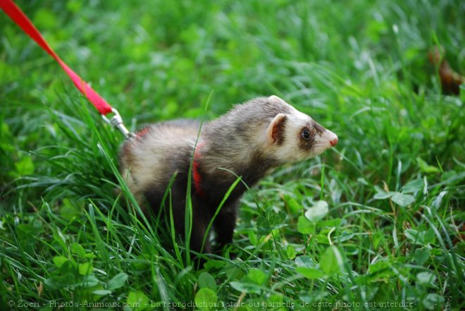 Photo de Furet