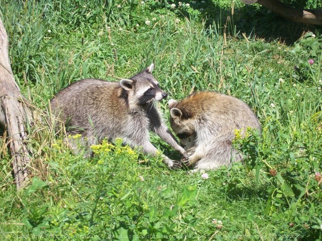 Photo de Raton laveur