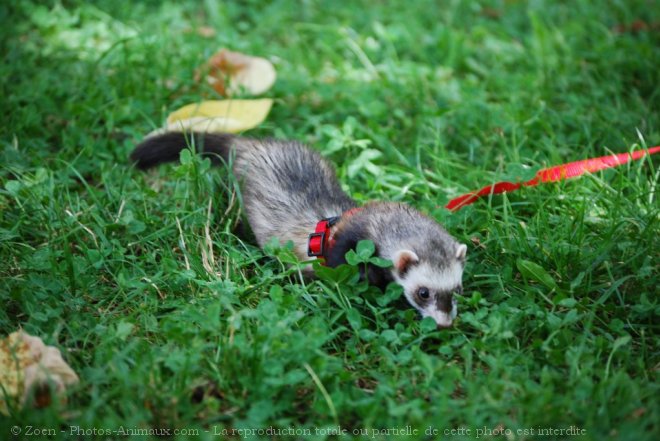 Photo de Furet