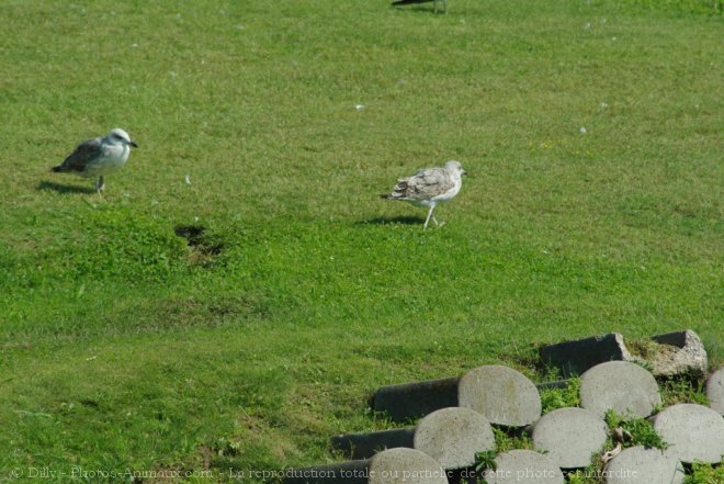 Photo de Mouette