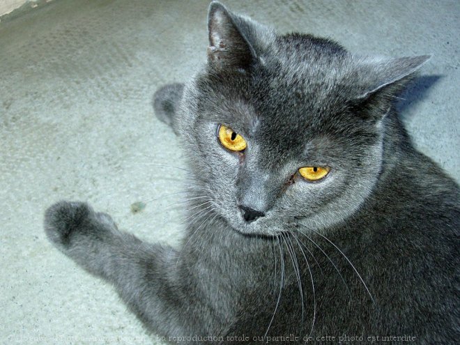 Photo de Chartreux