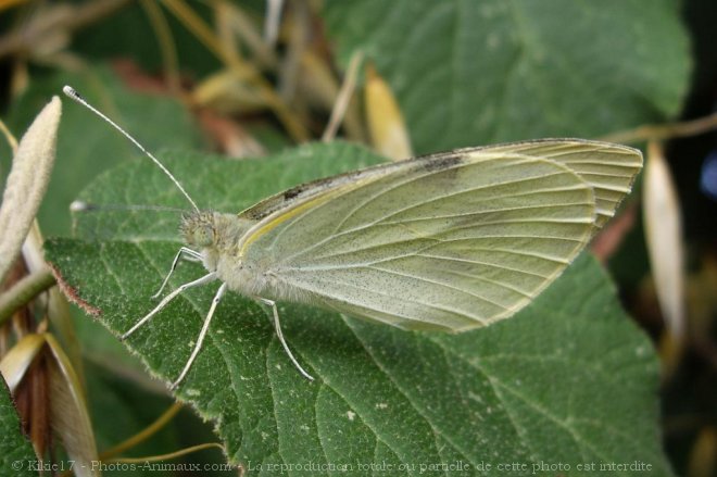 Photo de Papillon