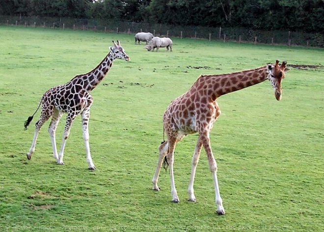 Photo de Girafe