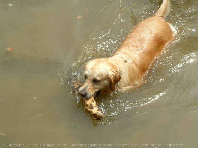 Photo de Golden retriever