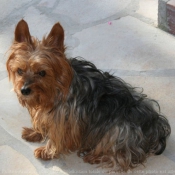 Photo de Yorkshire terrier