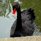 Photo de Cygne