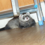 Photo de Furet