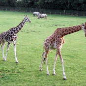 Photo de Girafe