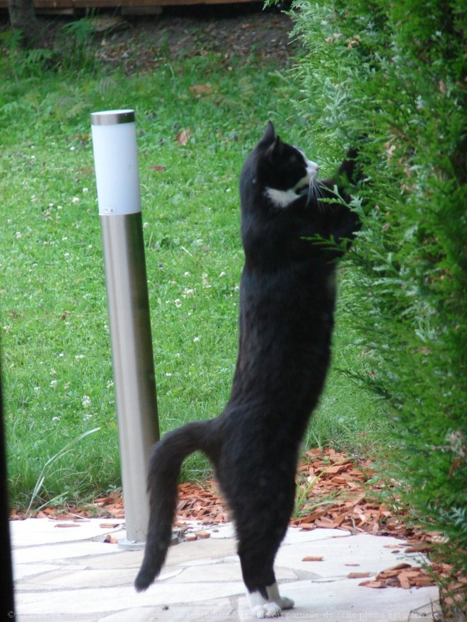 Photo de Chat domestique