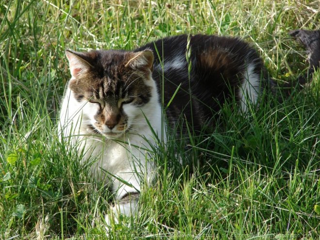 Photo de Chat domestique