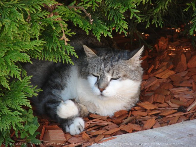 Photo de Chat domestique