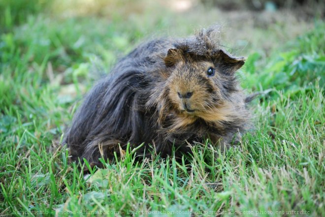 Photo de Cochon d'inde - pruvien