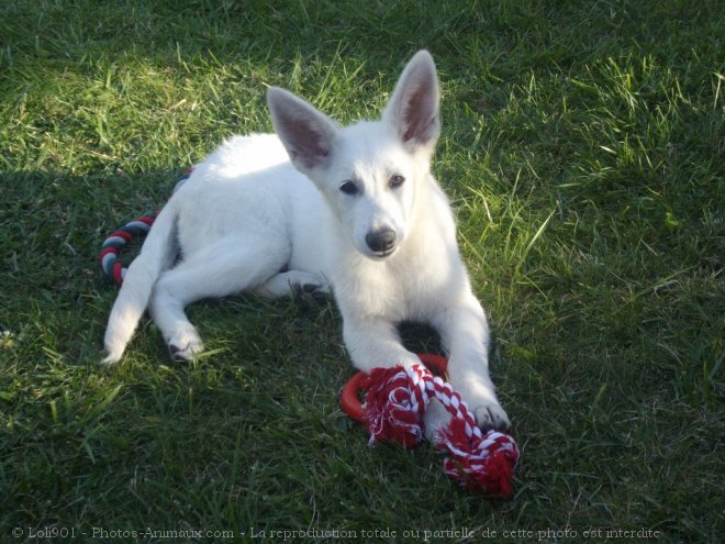 Photo de Berger blanc suisse