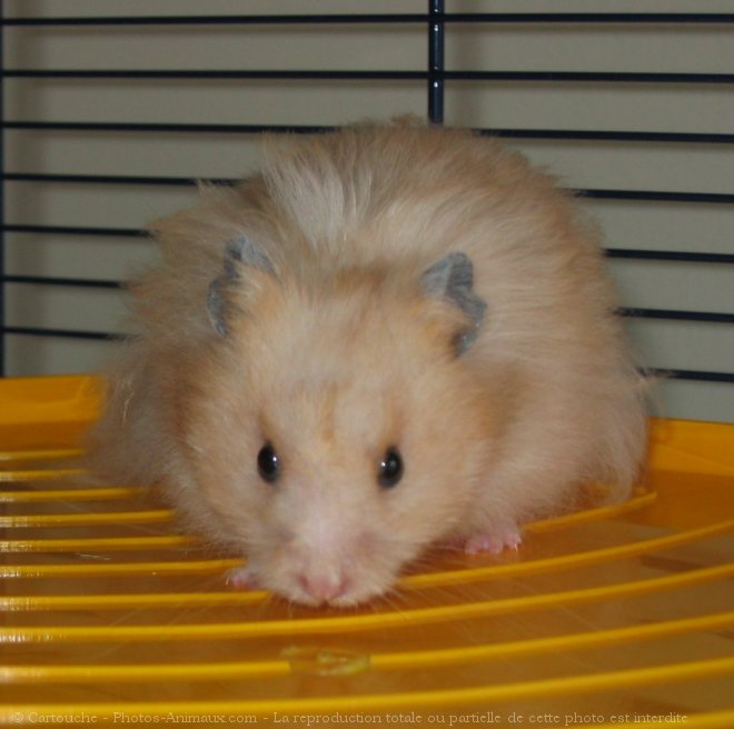 Photo de Hamster