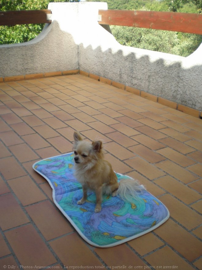 Photo de Chihuahua  poil long