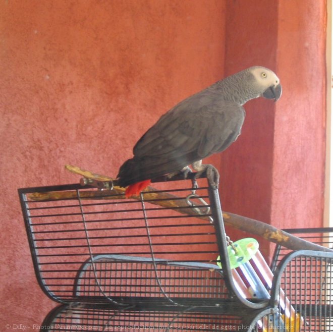 Photo de Perroquet - gris du gabon