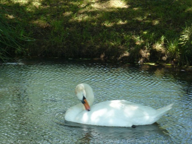 Photo de Cygne