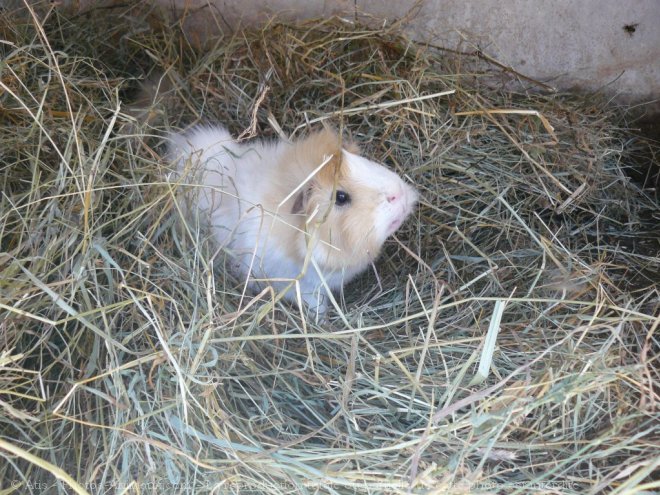 Photo de Cochon d'inde - abyssin / rosette