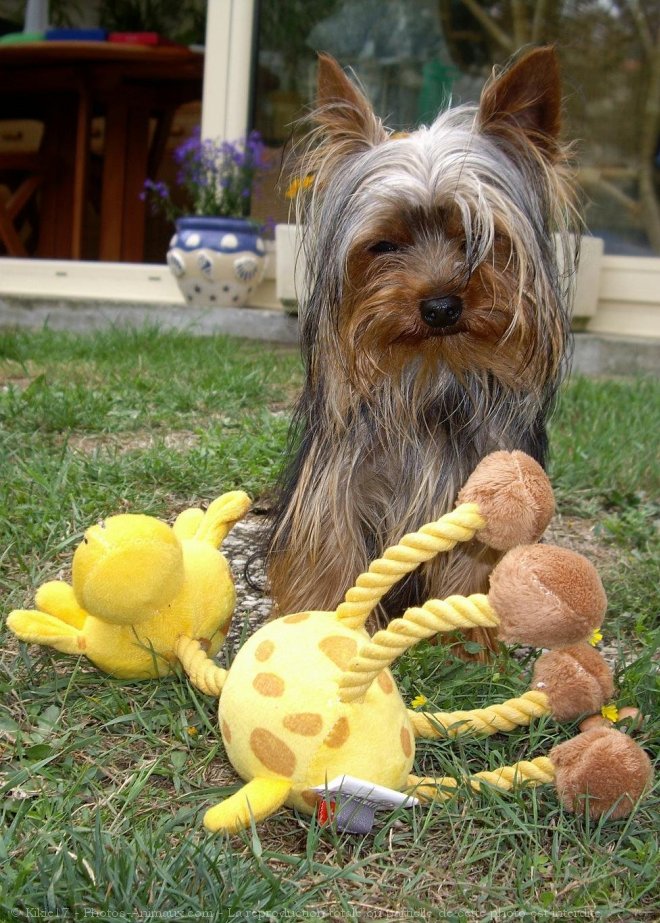 Photo de Yorkshire terrier