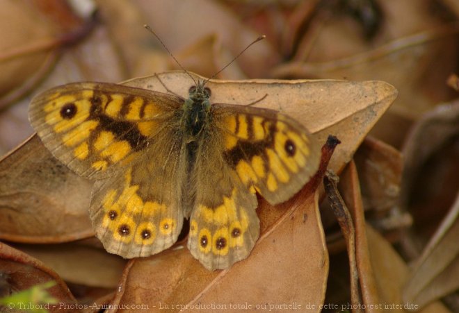 Photo de Papillon