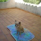 Photo de Chihuahua  poil long