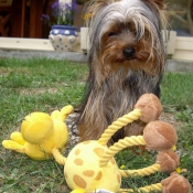 Photo de Yorkshire terrier