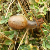 Photo d'Escargot