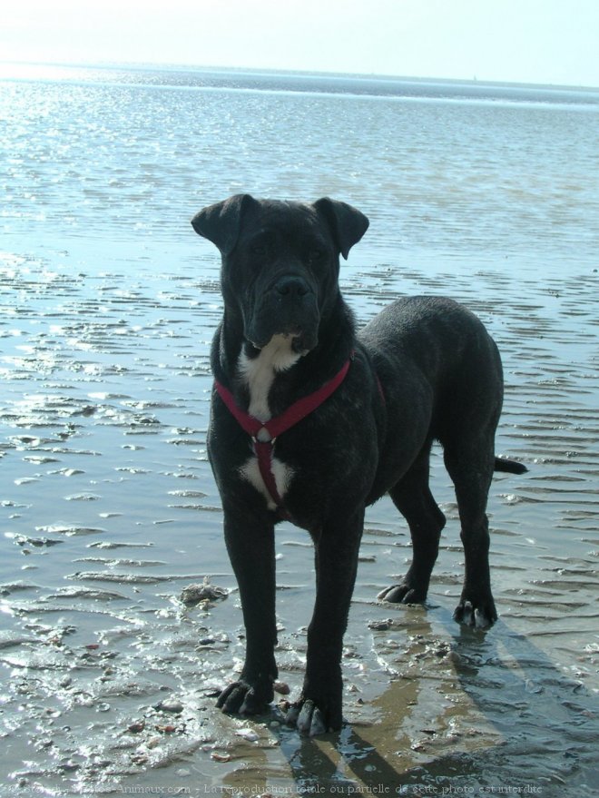 Photo de Dogue des canaries