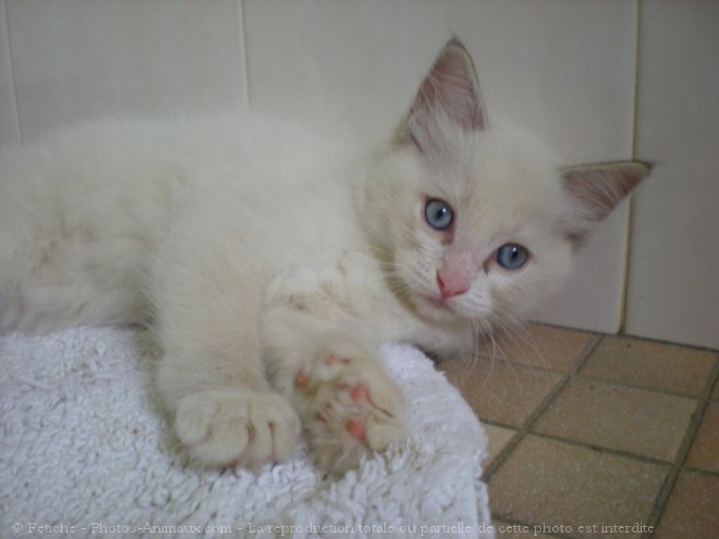 Photo de Ragdoll