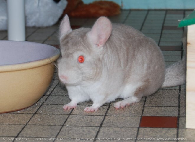 Photo de Chinchilla