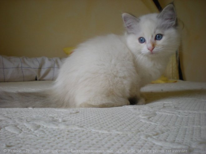 Photo de Ragdoll