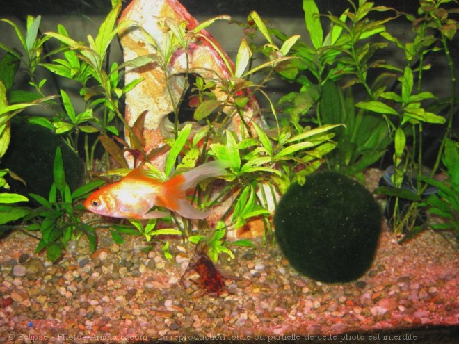 Photo de Poissons rouges