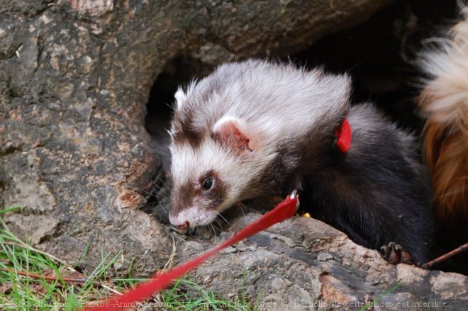 Photo de Furet