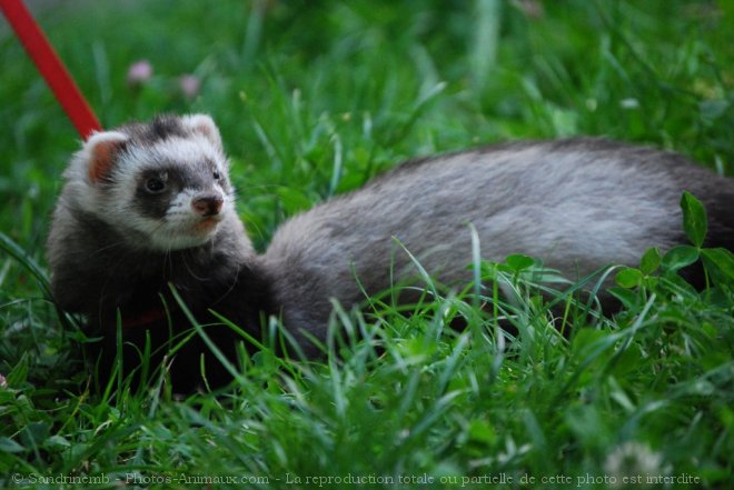 Photo de Furet