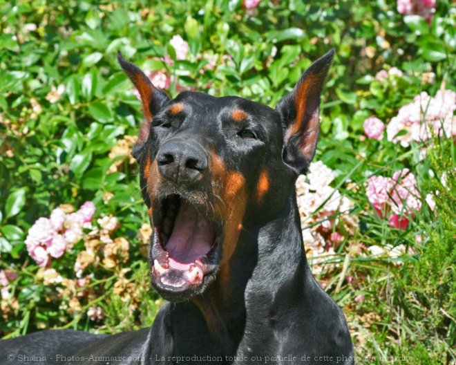 Photo de Dobermann