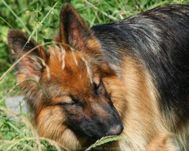 Photo de Berger allemand  poil court