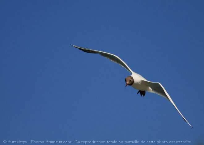 Photo de Mouette