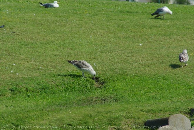 Photo de Mouette