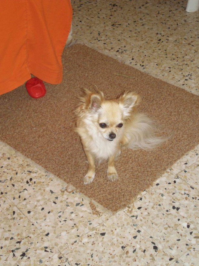 Photo de Chihuahua  poil long