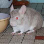 Photo de Chinchilla