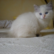 Photo de Ragdoll