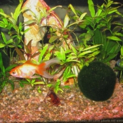 Photo de Poissons rouges