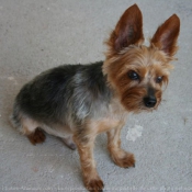 Photo de Yorkshire terrier