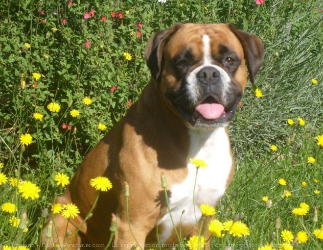 Photo de Boxer