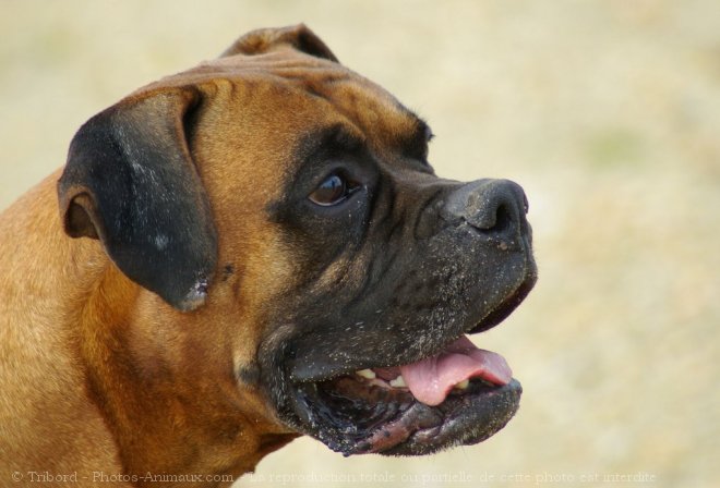 Photo de Boxer